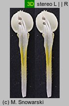 Galeopsis speciosa (poziewnik pstry)