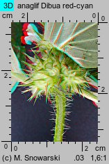Galeopsis tetrahit (poziewnik szorstki)