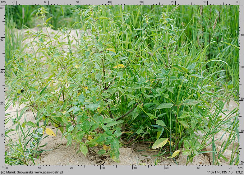 Galeopsis bifida (poziewnik dwudzielny)