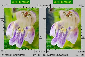 Galeopsis bifida (poziewnik dwudzielny)