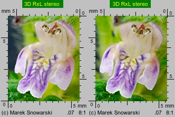 Galeopsis bifida (poziewnik dwudzielny)