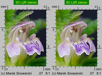 Galeopsis bifida (poziewnik dwudzielny)