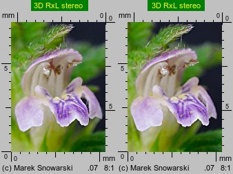 Galeopsis bifida (poziewnik dwudzielny)