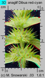 Galeopsis bifida (poziewnik dwudzielny)