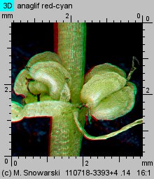 Callitriche stagnalis (rzęśl wielkoowockowa)