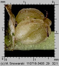 Callitriche stagnalis (rzęśl wielkoowockowa)