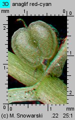 Callitriche stagnalis (rzęśl wielkoowockowa)