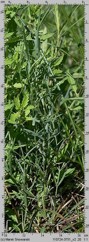 Stellaria palustris (gwiazdnica błotna)