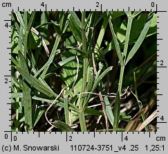 Stellaria palustris (gwiazdnica błotna)