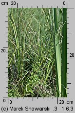 Epilobium palustre (wierzbownica błotna)