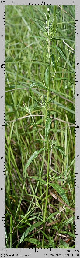 Epilobium palustre (wierzbownica błotna)