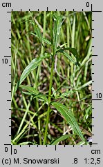 Epilobium palustre (wierzbownica błotna)