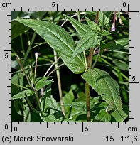 Epilobium ciliatum ssp. ciliatum (wierzbownica gruczołowata)