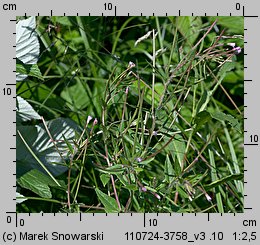 Epilobium ciliatum ssp. ciliatum (wierzbownica gruczołowata)