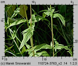 Epilobium ciliatum ssp. ciliatum (wierzbownica gruczołowata)