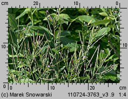 Epilobium ciliatum ssp. ciliatum (wierzbownica gruczołowata)