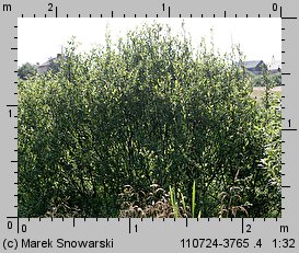 Salix aurita (wierzba uszata)