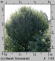 Salix aurita (wierzba uszata)