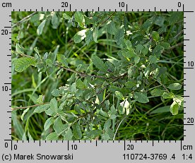 Salix aurita (wierzba uszata)