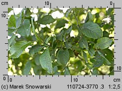 Salix aurita (wierzba uszata)