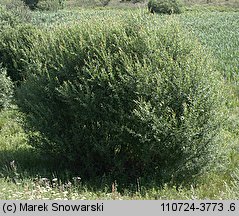 Salix purpurea (wierzba purpurowa)