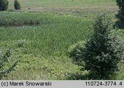 Typha latifolia (pałka szerokolistna)