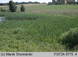 Typha latifolia (pałka szerokolistna)