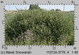 Salix aurita (wierzba uszata)