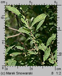 Salix aurita (wierzba uszata)