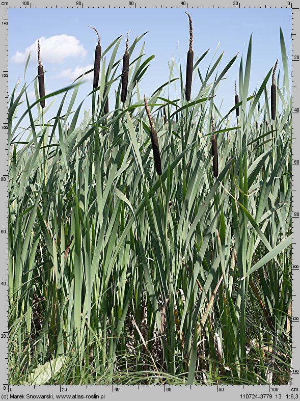 Typha latifolia (pałka szerokolistna)