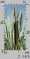 Typha latifolia (pałka szerokolistna)