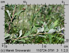 Salix aurita (wierzba uszata)