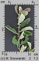 Salix aurita (wierzba uszata)