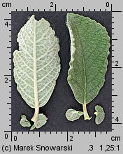 Salix aurita (wierzba uszata)