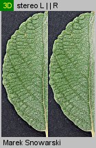 Salix aurita (wierzba uszata)