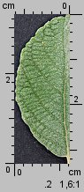 Salix aurita (wierzba uszata)