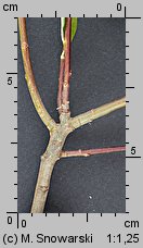 Salix aurita (wierzba uszata)