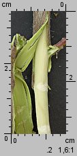Salix aurita (wierzba uszata)
