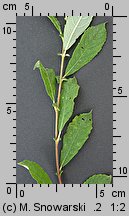 Salix aurita (wierzba uszata)