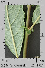 Salix aurita (wierzba uszata)