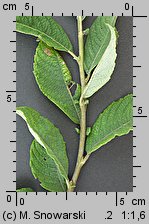 Salix aurita (wierzba uszata)