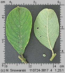 Salix aurita (wierzba uszata)