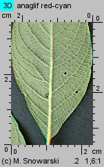 Salix aurita (wierzba uszata)