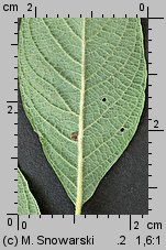 Salix aurita (wierzba uszata)