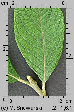 Salix aurita (wierzba uszata)