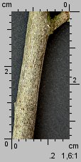 Salix aurita (wierzba uszata)