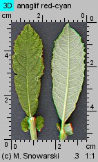 Salix aurita (wierzba uszata)