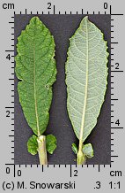 Salix aurita (wierzba uszata)