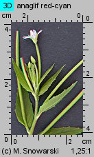 Epilobium ciliatum ssp. ciliatum (wierzbownica gruczołowata)