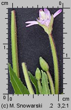 Epilobium ciliatum ssp. ciliatum (wierzbownica gruczołowata)